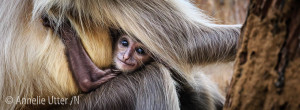 langur