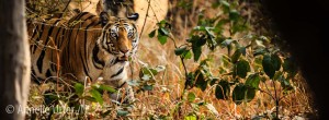 Tigersafari i Bandhavgarh nationalpark7