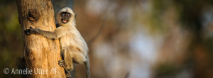 Hanuman langur, Hulmaner, India, Indien, Lodge i Satpura, Mammal, Primates, Reni Pani, Satpura, Semnopithecus entellus, Tigersafari