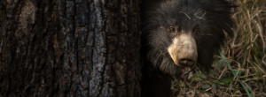 läppbjörn India, Indien, Läppbjörn, Melursus ursinus, Satpura, Sloth bear