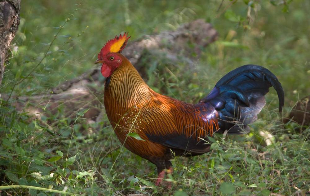 Sri lanka Jungelfowl