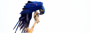 Hyasinth Ara Hyacinth macaw