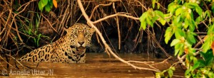 fotoresa till pantanal