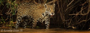 fotoresa till pantanal