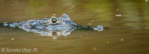 Brasilien, Brazil, Caiman Yacare, Fotosafari Jaguar, North Pantanal, Pantanal, Paraguaya Caiman Reptile South America