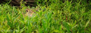 Fotoresa i pantanal