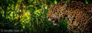 Fotoresa till Pantanal