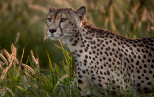 Safari botswana