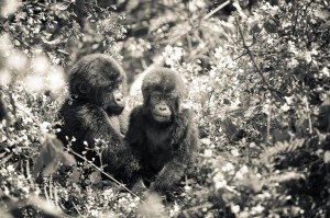 bild på bergsgorillor