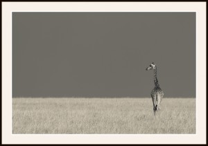 Fototavla Masaigiraff Kenya