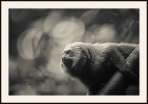 Fototavla lejontamarin-Brasilien med ram