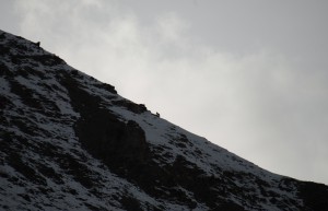 snöleoparder Himalaya