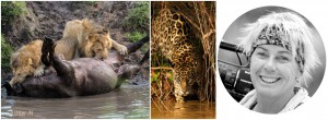 Pantanal och kenyasafari