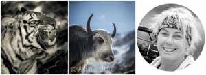 fotografera tiger i indien och snöleopard indien