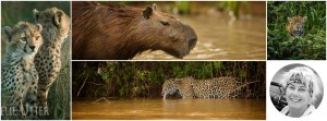 Pantanals jaguarer och Kenyas gnuvandring