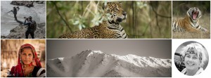 jaguarer, tigrar och snöleoparder