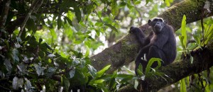 Uganda schimpans resa