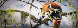 Bild på vild röd panda kattbjörn