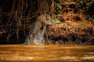 Jaguar – Det tredje största kattdjuret