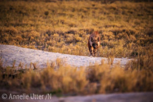 Brun hyena