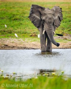 Elefant i okavangodeltat