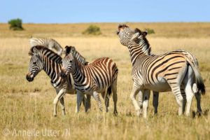  Zebror Kalahari