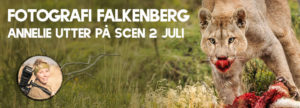 fotografi_falkenberg