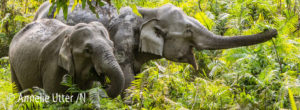 Kaziranga