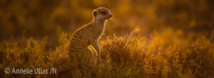 Botswana Surikat