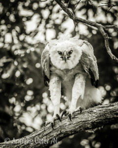 Harpy eagle Harpia harpyja Harpyja, Harpy eagle, Rapto