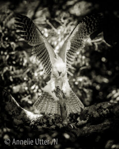Harpy eagle Harpia harpyja Harpyja, Harpy eagle, Rapto