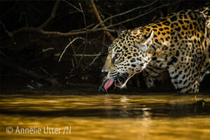 Brasilien - Fotoresa till Pantanal och jaguarernas land-1