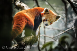 Indien - Nepal - Röd Panda Expedition