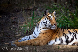 Indien - Tigersafari