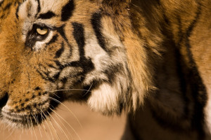 Bandhavgarh tigersafari