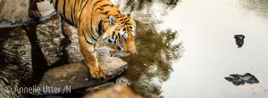 Kanha nationalpark