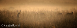 Kanha nationalpark