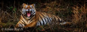 Kanha nationalpark