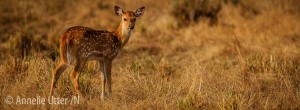 Kanha nationalpark
