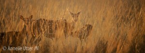 Tigersafari i Bandhavgarh nationalpark