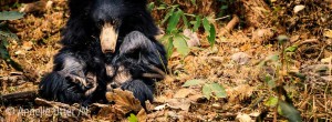 Tigersafari i Satpura
