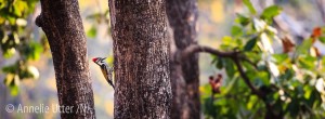 Asia, Asien, Bird, India, Indien, Lodge i Satpura, Oidentifierad, Reni Pani, Satpura, Tigersafari, Woodpecker