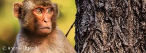 Macaca, Macaca mulatta, Macaque, Makaker, Mammal, Markatter, Primates, Reni Pani, Rhesus macaque, Rhesusapa, Satpura, Tigersafari