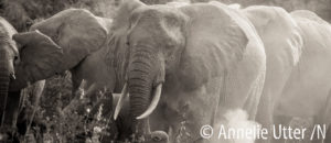 Ugandaresan elefanter