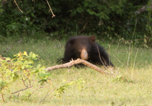 läppbjörn safari indien satpura
