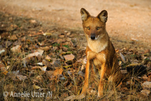 Asiatisk vildhund på tigersafari i Indien Pench