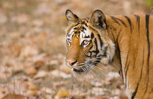 tigersafari indien