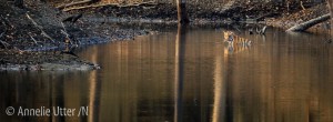 tigersafari indien Pench National Park