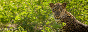 leopard sri lanka