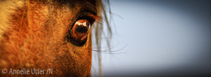 fotoresa-till-pantanal Brasilien, Brazil, Fazenda St Tereza, Fotosafari Jaguar, Horses, Hästar, Mammal, North Pantanal, Pantanal, Pantanal horse, South America